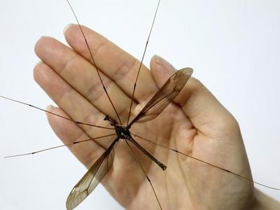 入秋的蚊子猛如虎，驱蚊产品怎么选? 青岛疾控中心教你避坑