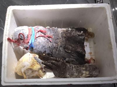 广东茂名“出逃”鳄鱼已被全部找到，整个处置过程未出现鳄鱼伤人事件