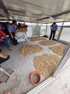 不劳而获！别人播种她们收获，两女子盗窃花生被莱西警方抓获