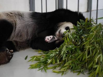 萌化了！俄罗斯莫斯科动物园发布大熊猫幼崽新图片