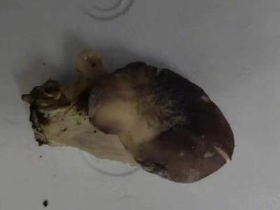 广西一家七口吃野生菌中毒，致2人死亡2人重症