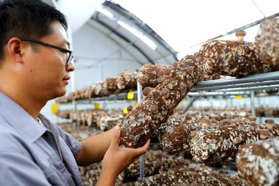 全年不间断出菇，青岛食用菌年出口额超2400万美元