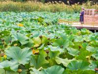 雨后看花别样娇！中山公园喊你来赏荷