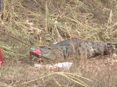 广东茂名“出逃”鳄鱼已捕获62条，继续扩大搜查范围