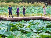 雨后看花别样娇！中山公园喊你来赏荷