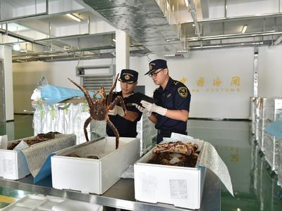 8.05吨！青岛机场首次大批量保障进口鲜活帝王蟹