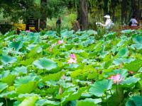雨后看花别样娇！中山公园喊你来赏荷