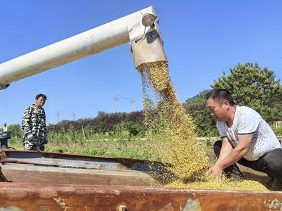 蓝村大米丰收在望，首茬开镰