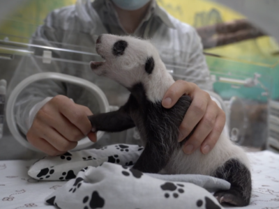 是个姑娘！旅俄大熊猫新生幼崽的性别确定