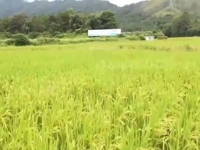 全力以赴！各地秋粮陆续成熟，多措并举保粮食丰收