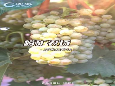 新技术+新模式！酿酒葡萄种出“上合范儿”