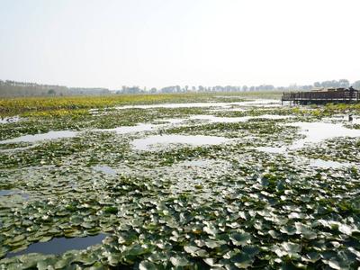 大美湿地 润泽齐鲁｜生态绿映别样“红”！在济宁微山湖遇见最美湿地