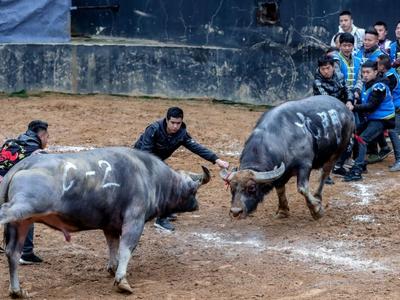 牛不耕地，人不务工：“炒牛”“赌牛”，斗牛民俗变味了