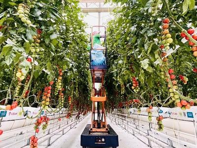 青岛莱西市：设施农业加装“科技芯”