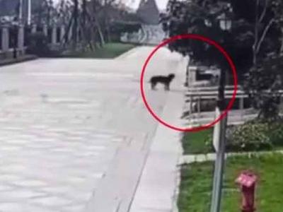 恶犬伤人事件发生，犬主应承担哪些法律责任？