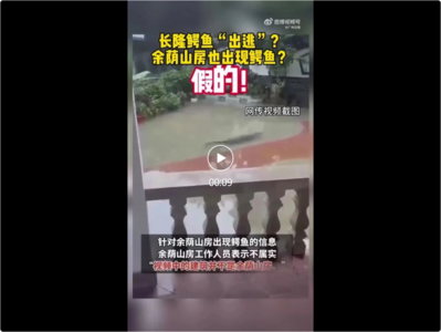 广州番禺“鳄鱼出逃”？回应来了