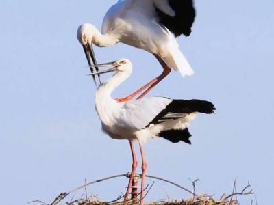 黄河流域生态保护和高质量发展现场观摩丨黄河入海口湿地超30万亩 自然保护区鸟类增至373种