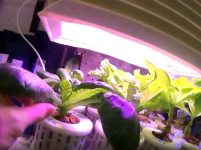 干净又卫生！航天员吃到自己种的菜了