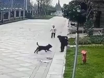 被恶犬咬伤女童母亲再发声：已找到涉事黑狗，孩子目前仍昏迷