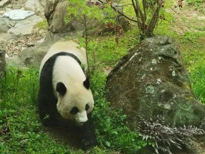 美国华盛顿动物园为“美香”一家举办告别派对