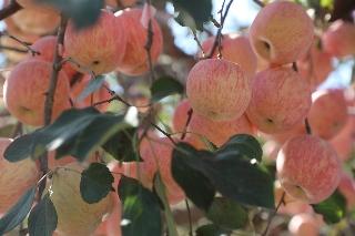 第十四届青岛旧店苹果展示交易会暨第五届文化旅游节开幕