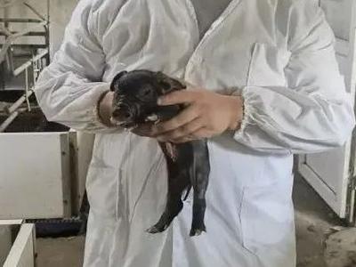 “小猪宝”来了！历史首例克隆枫泾猪宝宝正茁壮成长