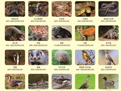 网传“可以吃蛇了”？官方回应→