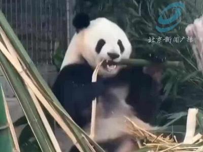 网友反映大熊猫“萌兰”受伤，北京动物园回应