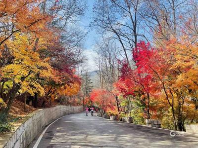 秋叶胜花如彩虹悬挂山间，崂山最美季节如约而至