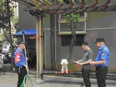 合肥明确：宠物狗出门不拴绳，一律捕捉