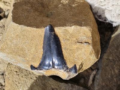 距今2.2亿年三叠纪鲨鱼化石和500万年前植物化石长啥样？最新科考成果来了