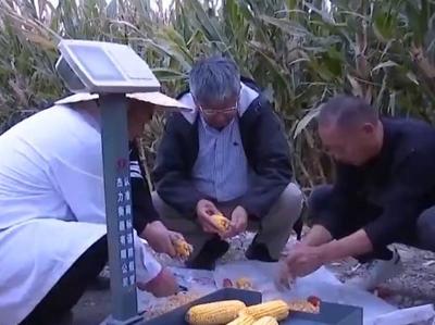 全国秋粮收获已经过三成，新疆伊犁刷新全国玉米高产三项纪录