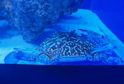浙江温州一老人被青蟹刺伤感染创伤弧菌，截肢9天后仍不幸离世