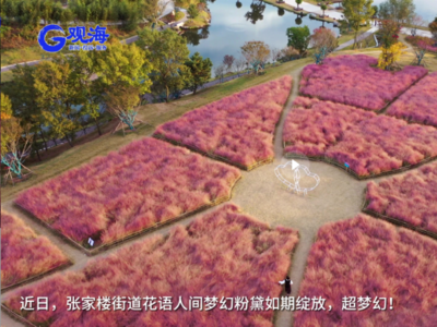 村村有好戏丨秋日邂逅张家楼，梦幻粉黛如期绽放