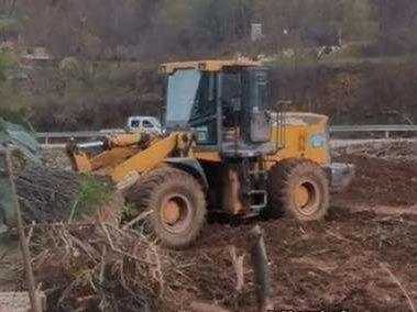 陕西丹凤回应“强砍3万多棵国槐树”事件：属违规占用永久基本农田