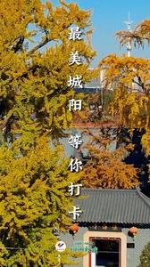 村村有好戏｜从来银杏不负秋！城阳法海寺1600多年的银杏树进入观赏期，带上喜欢的人去看一次吧