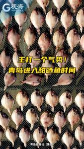 村村有好戏丨主打一个气势！青岛进入甜晒鱼时间