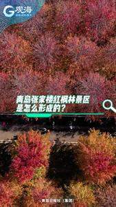 村村有好戏丨青岛这片千亩红枫美出新高度，记者带你一探究竟！