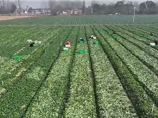 降价了！供应形势稳定向好，10月份全国蔬菜价格季节性下降