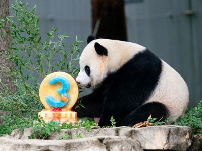 就在今晚！期待美香一家三口平安到家