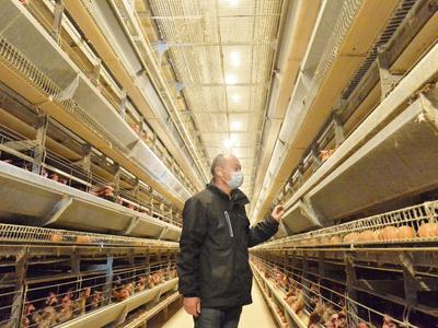 青岛年产鸡蛋20万吨以上！山东省蛋鸡产业高质量发展对话会在青召开