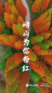 村村有好戏｜崂山为你而红！11月11日崂山红叶节，让我们再逛一次崂山