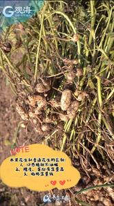 村村有好戏｜在青岛，传统花生“水果化”变身！