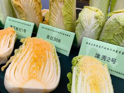 青岛这里6万亩大白菜进入收获季，全链年产值近15亿元