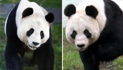 旅英大熊貓“陽光”“甜甜”將回國，外交部：已做好準備工作