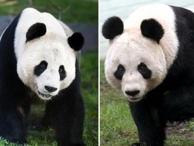 旅英大熊猫“阳光”和“甜甜”已回国