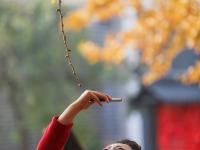 传说中的“青岛之根”！法海寺喊你来赏1600岁银杏