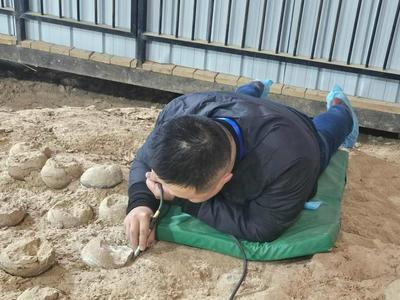 内部“闪闪发光”！湖北首次发现结晶恐龙蛋化石