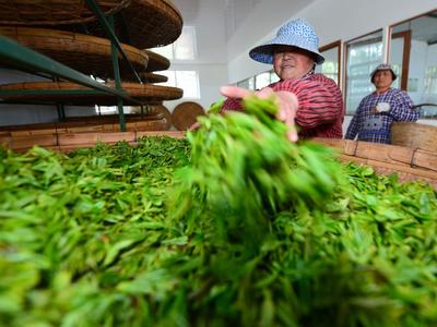 推动茶产业可持续性标准化建设，中国北方茶产业首个“国字号”平台在青验收