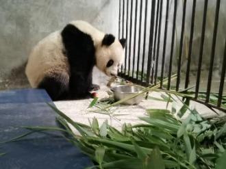 陕西周至被救大熊猫体况趋于稳定，正对症继续治疗